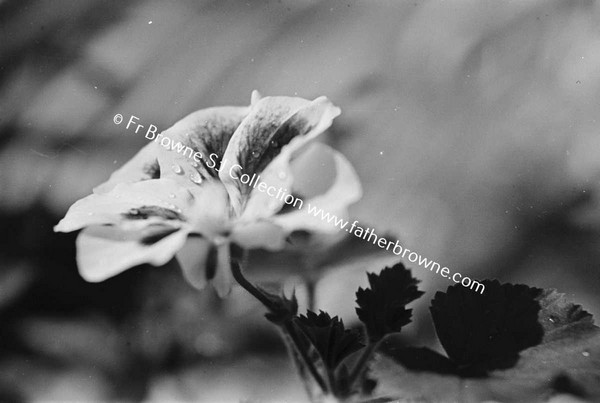 PELARGONIUM  FLOWERS